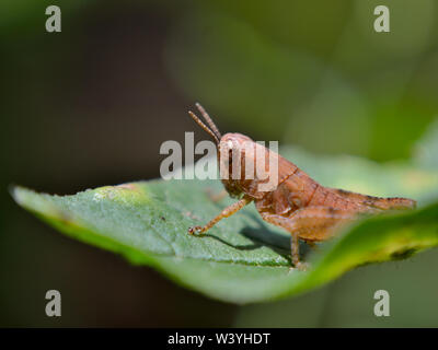 Close up of brown grasshopper on the leaf Stock Photo