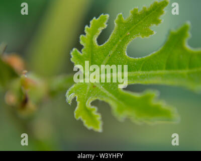 Young leaf of common fig, Ficus carica Stock Photo