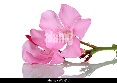 Pink oleander flowers isolated on white background Stock Photo