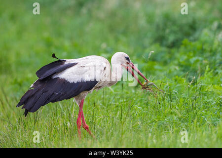white stork, Weißstorch (Ciconia ciconia) mit Zauneidechse Stock Photo