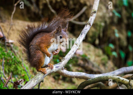 squirrel, Eichhörnchen (Sciurus vulgaris) Stock Photo