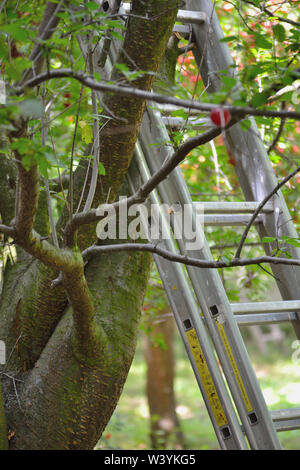 Ladder Against Tree A ladder leaning against a tree Stock Photo - Alamy