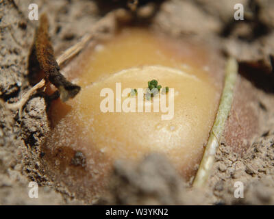 Potato sprouting in garden soil, Solanum Tuberosum Stock Photo
