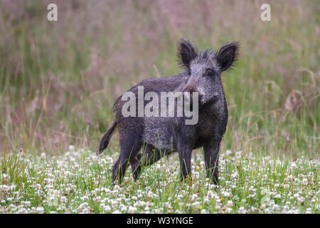 wild boar, Wildschwein (Sus scrofa) Stock Photo