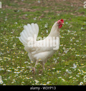 white commercial hybrid laying hen chicken Stock Photo