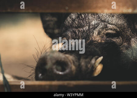 Close-up of hungry curious pig looks at the camera behind a fence on a farm on a summers day. The eyes are in focus with a shallow depth of field Stock Photo
