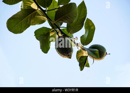 ripening lemons on branch Stock Photo