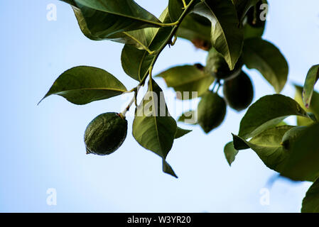 ripening lemons on branch Stock Photo