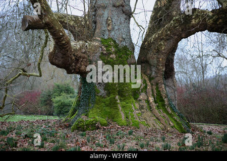 Famous old London Plane, thought to be the oldest in the country, Mottisfont Gardens, Romsey, Hampshire, UK Stock Photo