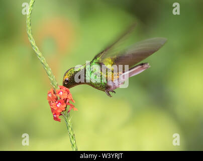The coppery-headed emerald (Elvira cupreiceps) hummingbird, endemic to Costa Rica, flying over flowers Stock Photo
