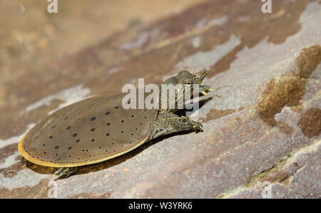 Spiny soft-shelled turtle (Apalone spinifera) taking sunbath on a rock, Ledges State Park, Iowa, USA Stock Photo