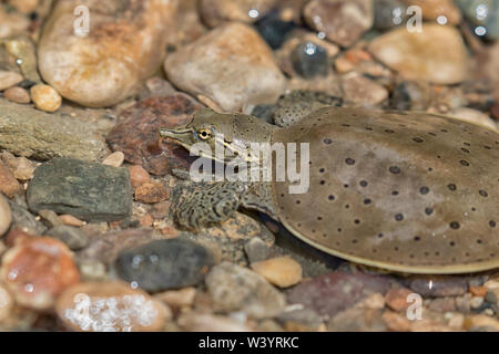 Hatchling spiny soft-shelled turtle (Apalone spinifera) over small river rocks, close up Stock Photo