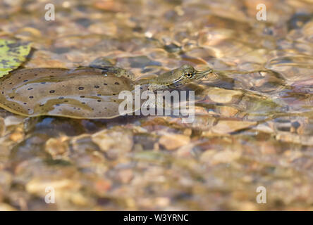 Closeup on spiny soft-shelled turtle (Apalone spinifera) swimming at Peas creek, Ledges State Park, Iowa, USA Stock Photo