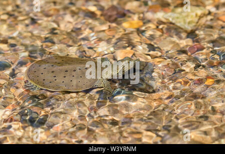Spiny soft-shelled turtle (Apalone spinifera) swimming at Peas creek, Ledges State Park, Iowa, USA Stock Photo