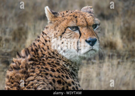 Northeast African cheetah / Sudan cheetah (Acinonyx jubatus soemmeringii) native to Sudan and Ethiopia Stock Photo