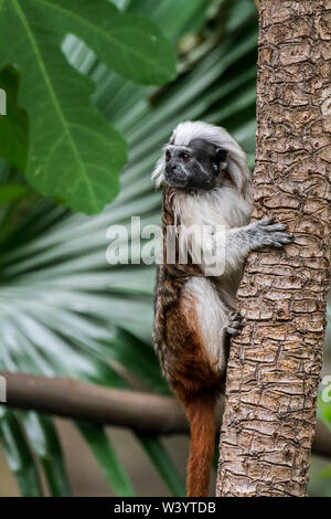 Cotton-top tamarin / cotton-headed tamarin / crested tamarin (Saguinus oedipus) native to tropical forests in northwestern Colombia, South America Stock Photo