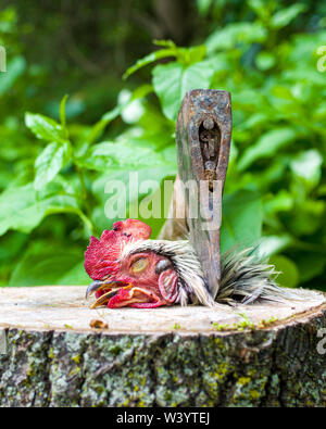 Chopped off Chicken Head on a stump Stock Photo - Alamy