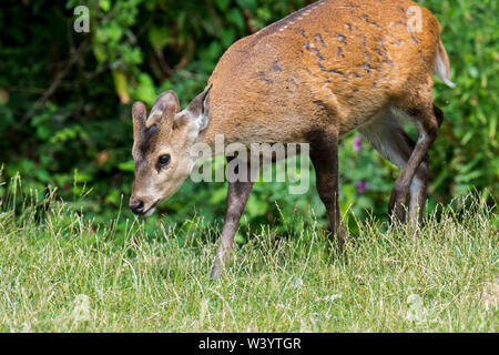 Indian hog deer (Hyelaphus porcinus) male with antlers covered in velvet, native to Pakistan, India, Nepal, Bangladesh, China and Thailand Stock Photo