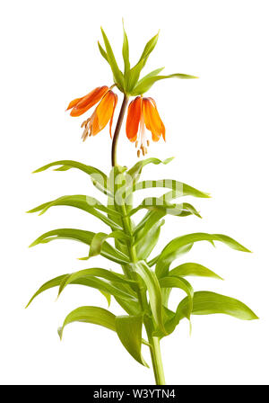 fritillaria blossom path isolated on white Stock Photo