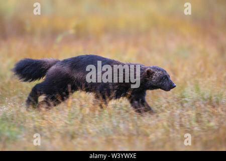 Wolverine, wolverene, Vielfraß (Gulo gulo) Stock Photo