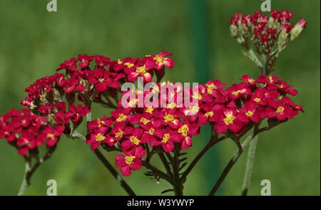 Achillea The Beacon Stock Photo