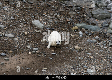 Young seal pup on the beach, West Wales, Horizontal Stock Photo