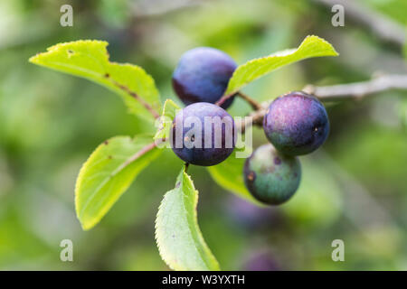 Group of ripe sloe berries on the tree Stock Photo