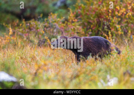 Wolverine, wolverene, Vielfraß (Gulo gulo) Stock Photo