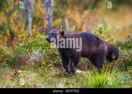 Wolverine, wolverene, Vielfraß (Gulo gulo) Stock Photo