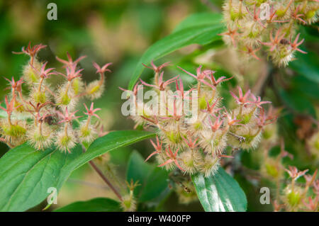 close-up of wilted flowers of linnea amabilis or beauty bush with green hairy seed pods Stock Photo