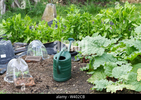traditional plastic watering can in a veg garden Stock Photo