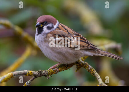 Eurasian tree sparrow, Feldsperling (Passer montanus) Stock Photo