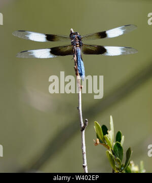 A beautiful blue dragonfly on a reed with leaves on the side.
