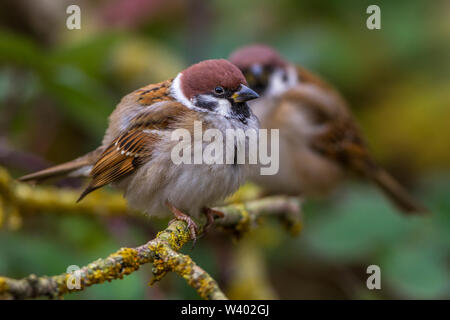 Eurasian tree sparrow, Feldsperlinge (Passer montanus) Stock Photo