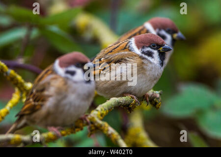 Eurasian tree sparrow, Feldsperlinge (Passer montanus) Stock Photo
