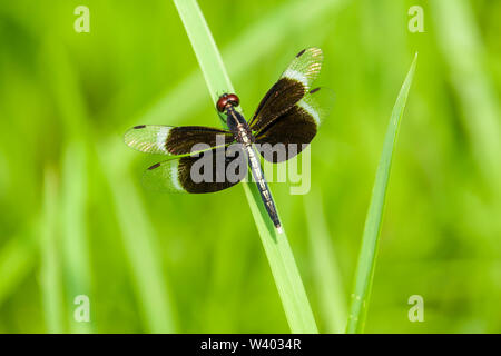 A Dragon Fly is sitting on Grass Stock Photo