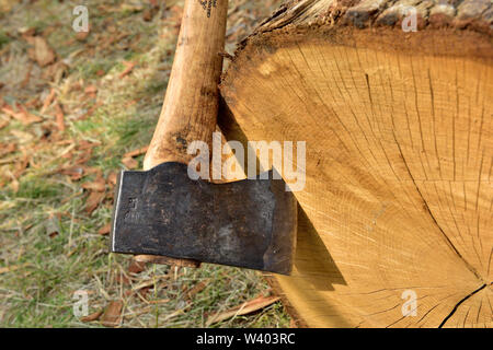 Hand axe, hatchet, stuck in the end of a log. Type used in timber framing. Stock Photo