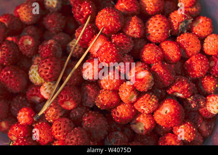 Ripe red berries of wild strawberry close-up. Close up of wild strawberries Stock Photo