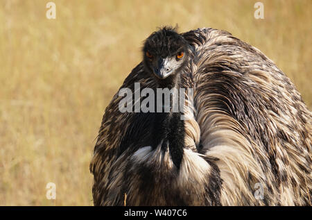 Close Up of an Emu Stock Photo