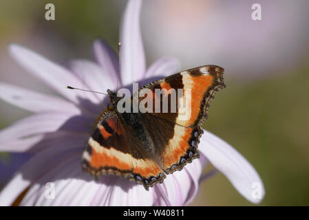 Close-up view of a Milbert's Tortoiseshell butterfly on a flower. Stock Photo