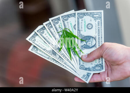 US dollars on the cannabis plant Stock Photo