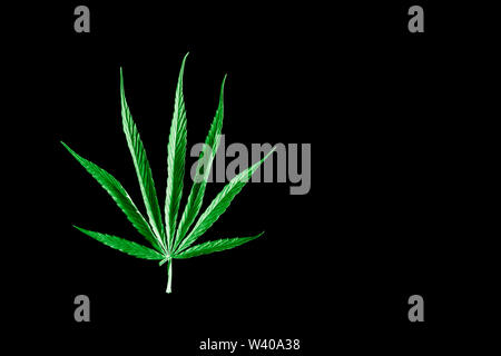 isolated single blue cannabis leaf on black background Stock Photo