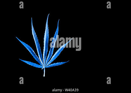 isolated single blue cannabis leaf on black background Stock Photo