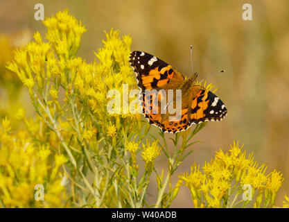 Beautiful Monarch Butterfly on Bright Yellow Flowers Stock Photo