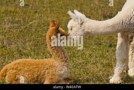 Two Young Alpaca Share a Tender Moment Stock Photo