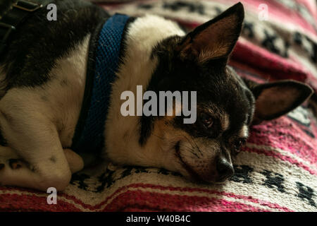 Our Chiwawa taking a nap on the couch. Stock Photo