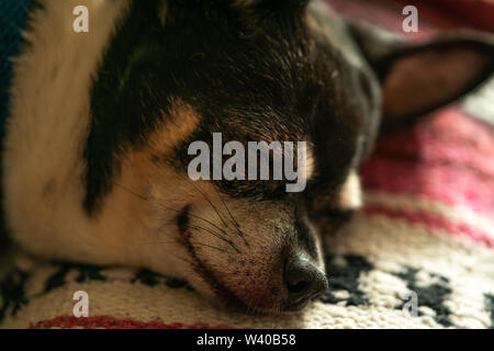Our Chiwawa taking a nap on the couch. Stock Photo