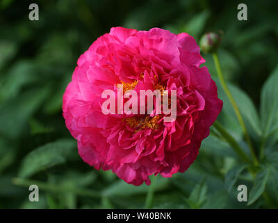 Paeonia  lactiflora Goody.  Double crimson peony flower. Paeonia lactiflora (Chinese peony or common garden peony). One flower Stock Photo