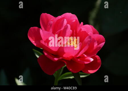 Paeonia Ellen Cowley. Semi-double pink peony flower.  Paeonia lactiflora (Chinese peony or common garden peony). One flower Stock Photo