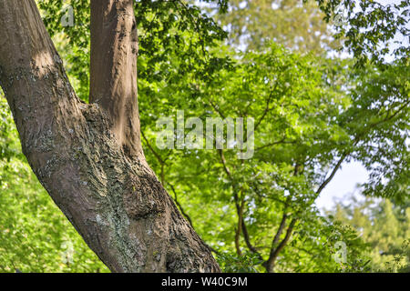 forestscape summer background hdr Stock Photo